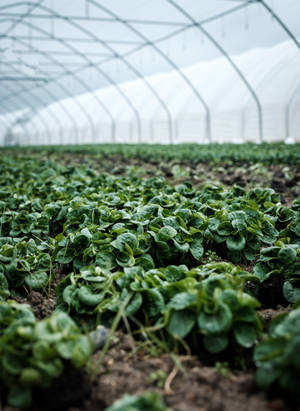 Lamb Lettuces Growing In Greenhouse On Farm Wallpaper