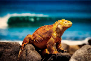 Land Iguana Sunbathing Galapagos Wallpaper