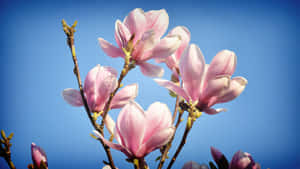 Landscape Hd Photo Of Magnolia Flower Wallpaper