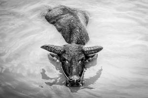 Laos Water Buffalo Wallpaper