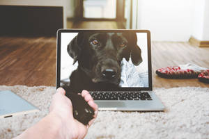 Laptop Displaying Dog Wallpaper