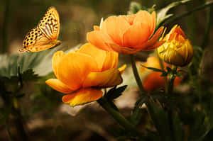 Large Orange Flowers And Butterflies Wallpaper