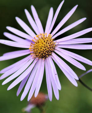 Large Purple Aster Flower Iphone Wallpaper