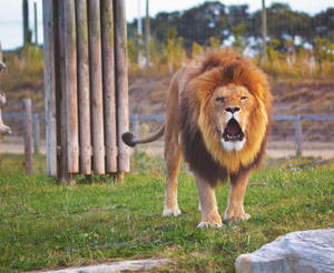Large Roaring Barbary Lion Wallpaper