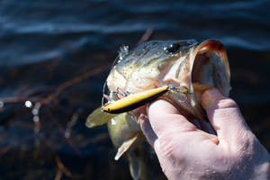 Largemouth Bass With The Bait Wallpaper