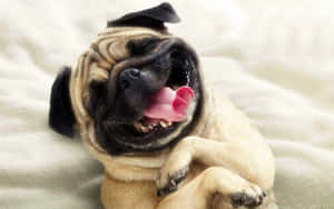 Laughing Pug Funny Dog Wallpaper
