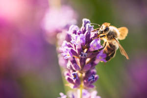 Lavender Aesthetic Buds Of Flowers And Bee Wallpaper
