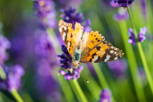 Lavender Aesthetic Butterfly On Flower Bud Wallpaper