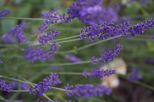 Lavender Aesthetic Close-up Of Flowers Wallpaper