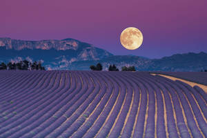 Lavender Aesthetic Field And A Full Moon Wallpaper