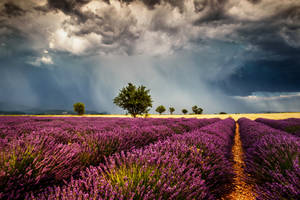 Lavender Aesthetic Field And Rain Clouds Wallpaper