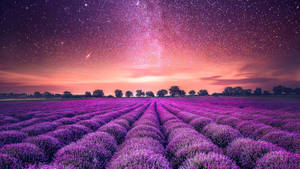 Lavender Aesthetic Field And Stars Wallpaper