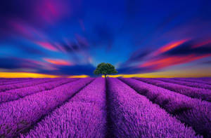 Lavender Aesthetic Field And Vibrant Blue Skies Wallpaper