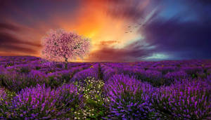 Lavender Aesthetic Field, Cherry Blossoms And Sunset Wallpaper