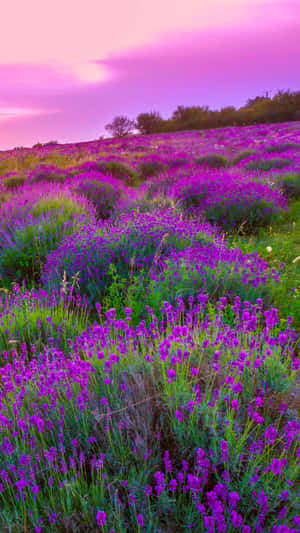 Lavender Field At Sunset Wallpaper