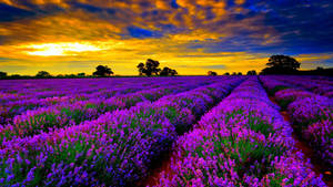 Lavender Field At Sunset Wallpaper