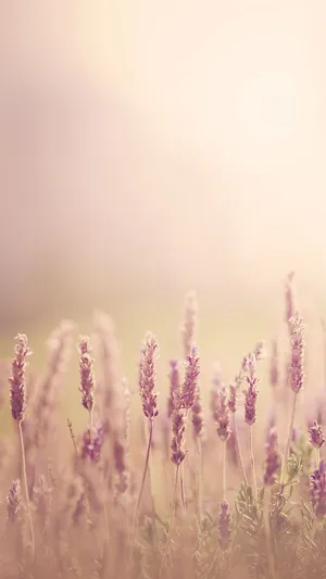 Lavender Field Sunrise Glow Wallpaper