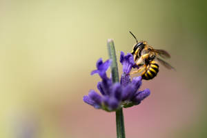 Lavender Flower And Bee Wallpaper