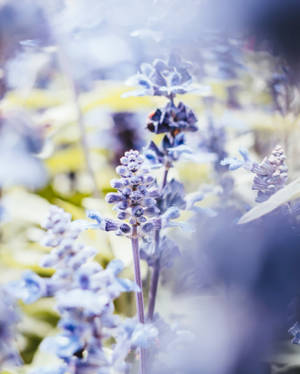 Lavender Flower Android Wallpaper