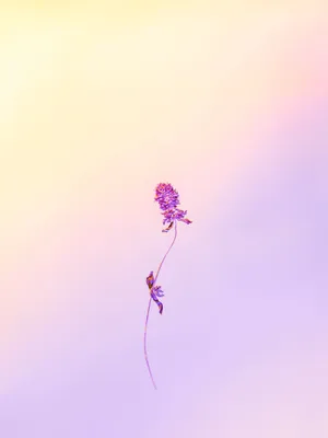 Lavender For Girly Lock Screen Iphone Wallpaper
