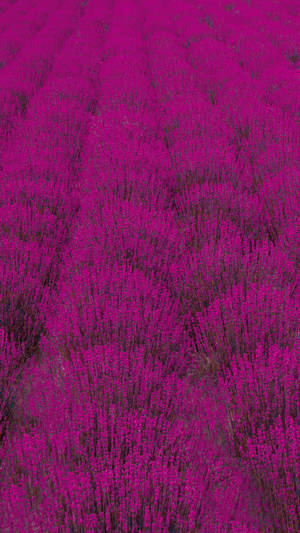 Lavender Plantation Galaxy S10 Wallpaper