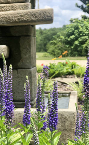 Lavender Purple Flower Buds Grows Iphone Wallpaper