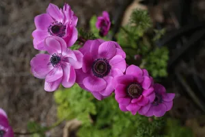 Lavishing Purple Anemone Flowers Wallpaper