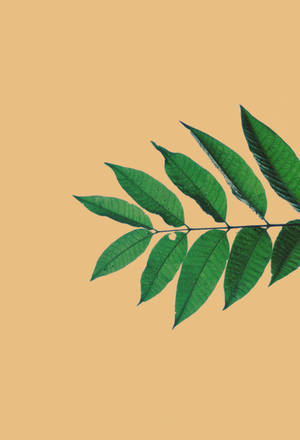 Leaf In Beige Background Wallpaper
