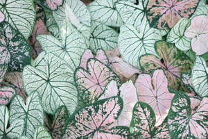 Leaf Pattern With Green Minimalist Background Wallpaper