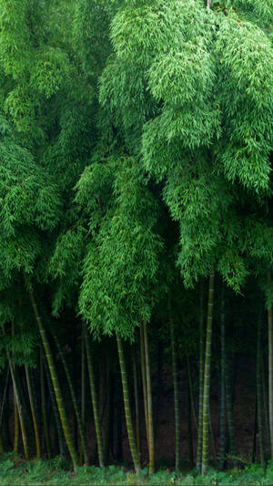 Leafy Bamboo Forest Iphone Wallpaper