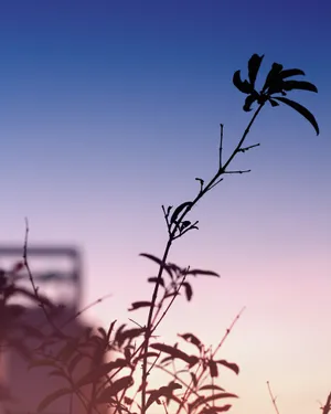 Leafy Plant Ombre Sky Wallpaper