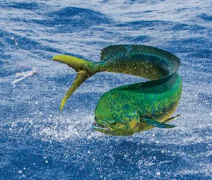 Leaping Mahi Mahi Wallpaper