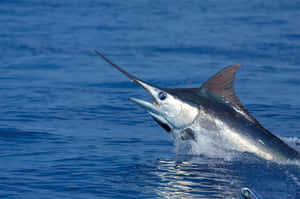 Leaping Swordfish Blue Ocean Wallpaper