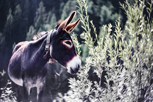 Leashed Brown Donkey Wallpaper