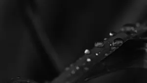 Leaves And Droplets Black Desktop Wallpaper