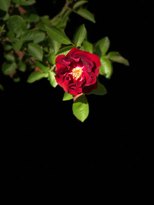 Leaves And Red Rose Iphone Wallpaper