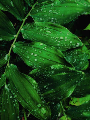 Leaves Dewy Green Phone Wallpaper