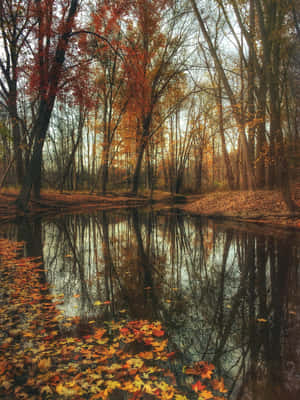 Leaves During Early Fall Wallpaper