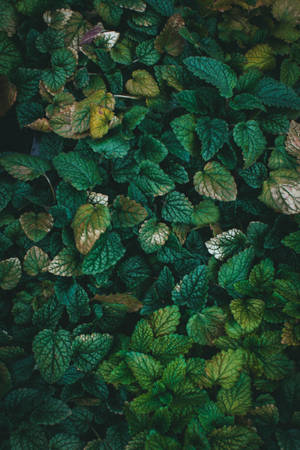 Leaves Green Iphone Nature Wallpaper