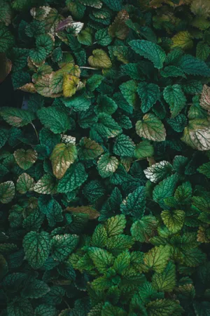Leaves Green Iphone Nature Wallpaper