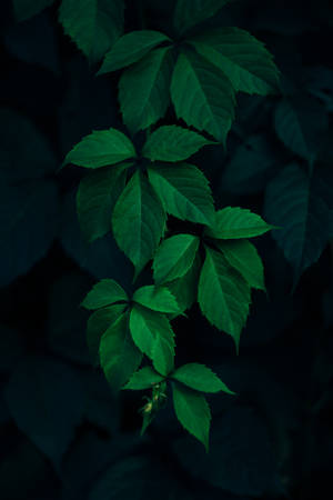 Leaves Hanging In The Dark