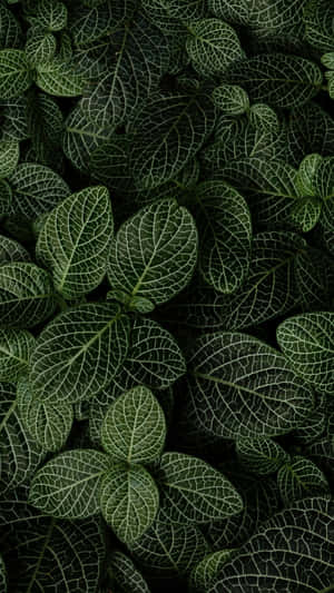 Leaves Of Nerve Plant Phone Wallpaper