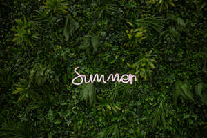 Leaves On Summer Full Screen Desktop Wallpaper