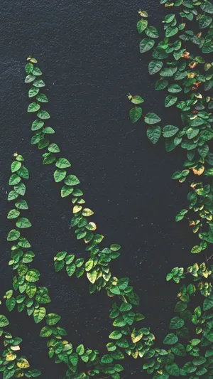Leaves Vines Plant Aesthetic Phone Wallpaper