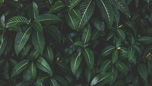 Leaves With Stripes Plant 4k Background Wallpaper