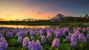 Legazpi City Albay Philippines At Sunset Wallpaper