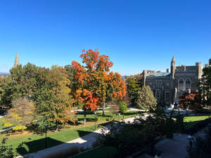 Lehigh University Trees Campus Grounds Wallpaper