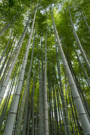 Lengthy Bamboo Plants Wallpaper