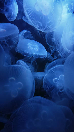 Lenovo Tablet Background Of Jellyfish Wallpaper