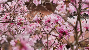 Leonard Messel Magnolia Tree Flower Wallpaper